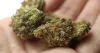 Buy banana backwoods | MyMemories