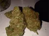 What's the Current Job Market for buy marijuana online Professionals Like?