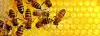 Peters Pest Control Melbourne