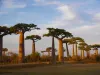 Avenue of Baobab