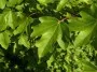 Best Hedging Plants Nursery in UK