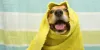 Tips To Bathe Your Dog In Winter | DogExpress
