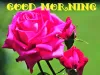 200+ Romantic Good Morning Wishes With Roses, Flowers (HD)