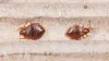 Bed Bug Treatments &amp; Control in Gold Coast And Brisbane
