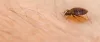 Bed Bugs Heat Treatment | Professional Bed Bugs Control Services