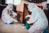 Why do you need pest inspection services in Mississauga?