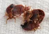 Bedbug Extermination Barrie - Bed Bugs Removal | Awesome Pest