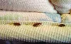 Commercial Pest Management Phoenix in Arizona