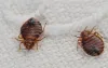 bed-bugs-pest-control-sharjah-dubai.jpg