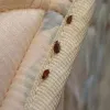#1 Bed Bug Exterminator in Philadelphia, PA! Pest Control - Removal - Treatments!