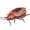 GTA Pest Control services: Pest control services in toronto