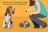 CBD for Pets; 8 Benefits of CBD to Help Your Pet be Himself Again