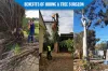 Benefits of Hiring A Tree Surgeon - Tall Timbers Tree Services