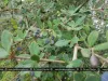Daruharidra - Berberis aristata Benefits, Uses, Properties &amp; Dosage