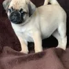 Home - Diamond puppies for sale