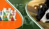 Godhenu Gold Cattle Feed- Best Alternative protein for Cattle