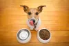 The Ultimate Guide to Choosing the Best Dry Dog Food: Nutritional Tips and Top Picks