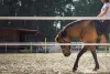 5 Tips to Choose the Best Horseback Riding Resort - HPTourism