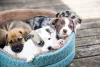 5+ Best Indestructible Dog Beds 2022 | Chew Proof Dog Bed