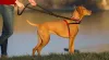 Dog Harness And Other Accessories To Using Your Dog