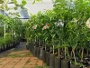 fruit tree nursery