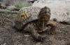 Pics and Clips of Sideneck Turtle &amp; Redfoot Mediterranean Tortoise