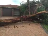 5 Reasons Why Professional Arborist Is Essential for Tree Removal