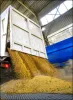 Перевалка зерновой и масличной продукции на Ж/Д вагоны и автомобили-зерновозы | Трейд АГРО Холдинг