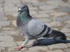 bird control phoenix – My Blog