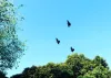 Bird Control in Brisbane