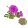 blessed thistle, blessed thistle uses, blessed thistle powder, blessed thistle herb uses, blessed thistle powder supplier