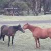 Horses Can Help Us Get Rid of Bitterness and Grudges 