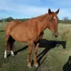 How Horses Offer Hope - HEAL