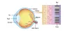 Know about Stem Cell Treatment for Rod and Cone Dystrophy