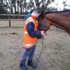 The Power of the Horse - HEAL