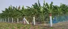 Chain Link Fencing Contractors in Krishnagiri | 9787577031