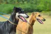 Top 6 Types Of Dog Breeds In India - Talky Tails