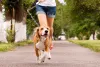 Daily Ideal Routine For Your Pet - Talky Tails