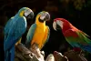 5 Most Exotic Breeds Of A Parrot - Talky Tails