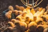 Lighting in Poultry Farms: Importance and Considerations | Livine