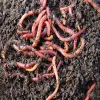 Vermicompost Manufacturer & Dragon Fruit Plant Supplier in India: Shree Raj Aggro