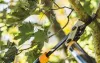 Consider the facts about professional tree services