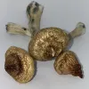 Shop Mushrooms, Microdoses & Ounces Online - House of Shrooms