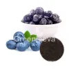 blueberry fruit powder, wholesale blueberry fruit powder, blueberry fruit powder supplier, best blueberry fruit powder 