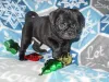 Waaba-Pugs Puppy