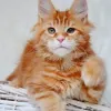 tortoiseshell maine coon kitten