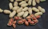 Bold Peanuts Suppliers in India | Groundnut Exporters in India