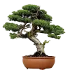 Buy Plants Online in Lucknow l Plants online delivery in Lucknow