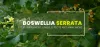 Boswellia Serrata as supplement: Benefits, Usage, effects and more