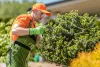 Tree Pruning & Tree Trimming Service Logan - Cheaper Than All The Rest Tree Lopping